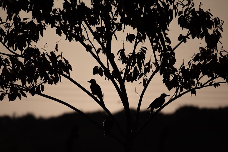 Elegant Silhouettes