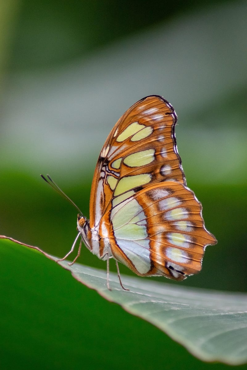 Butterfly Storytelling Image